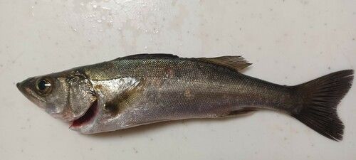 セイゴ（マルスズキ）の釣果