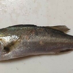 セイゴ（マルスズキ）