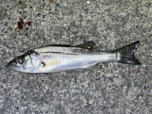 セイゴ（ヒラスズキ）の釣果