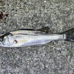 セイゴ（ヒラスズキ）