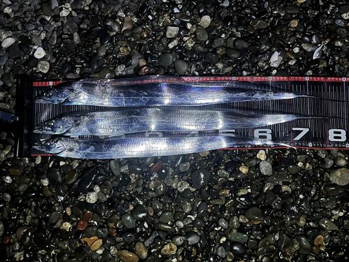 タチウオの釣果