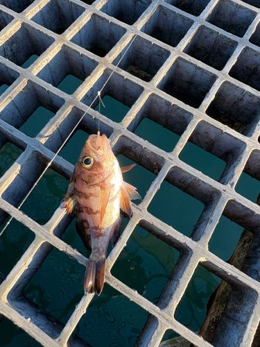 メバルの釣果