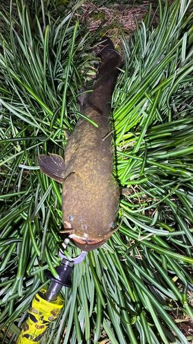 マナマズの釣果