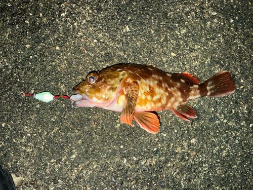 カサゴの釣果