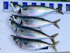 サバの釣果