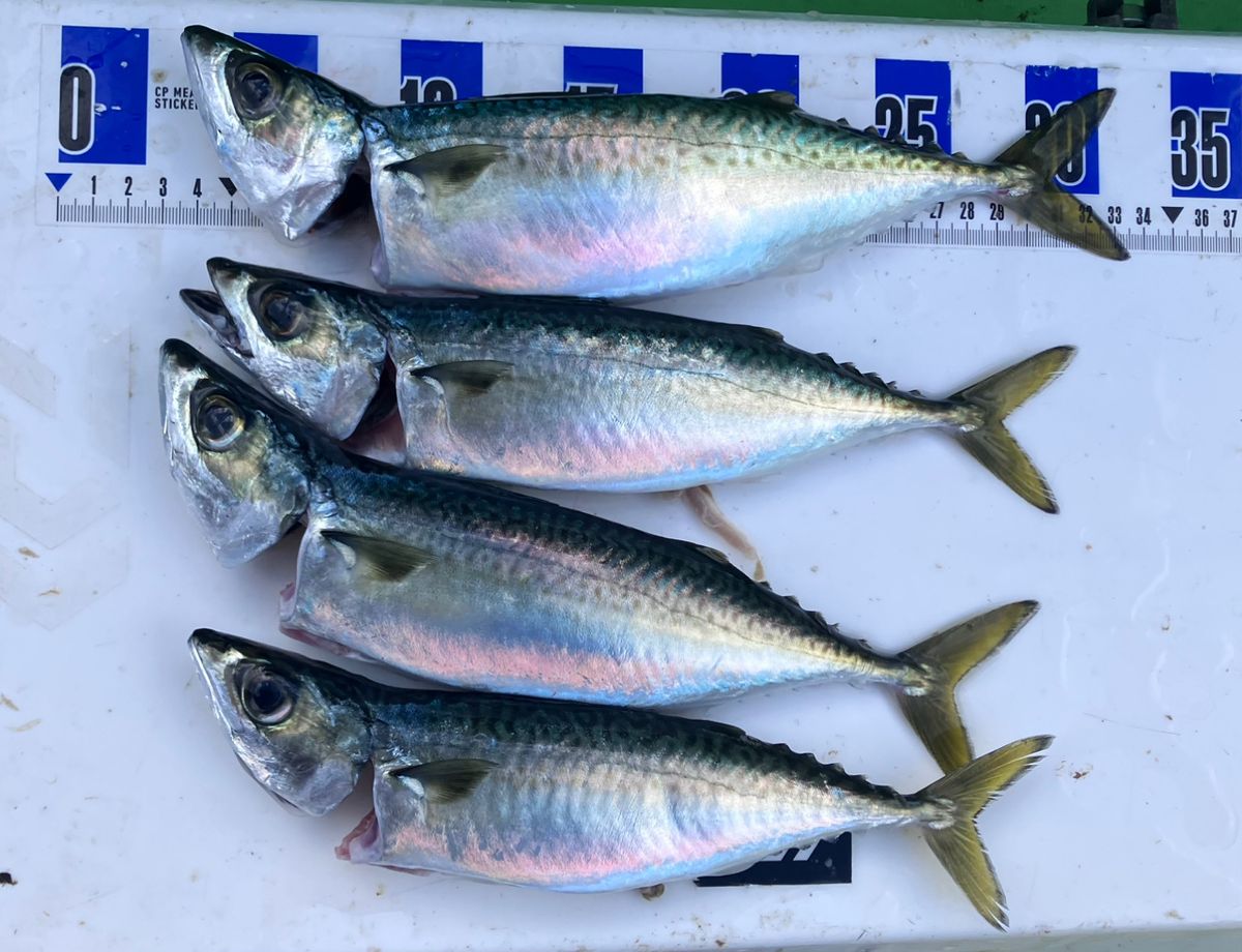 アングラーナーヒャンさんの釣果 1枚目の画像