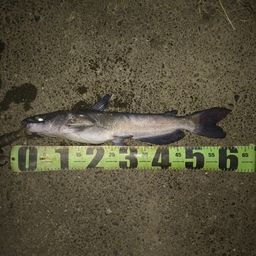 アメリカナマズ