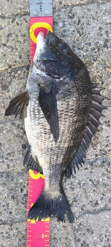 南芦屋浜ベランダ