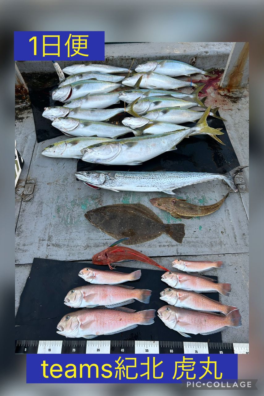 釣り船 虎丸さんの釣果 1枚目の画像