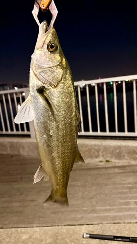 シーバスの釣果