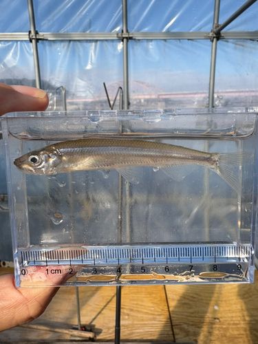 ワカサギの釣果