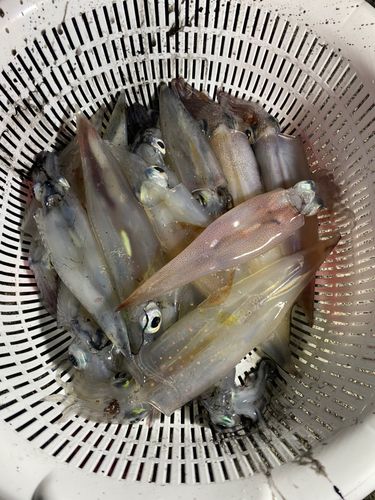 ヤリイカの釣果
