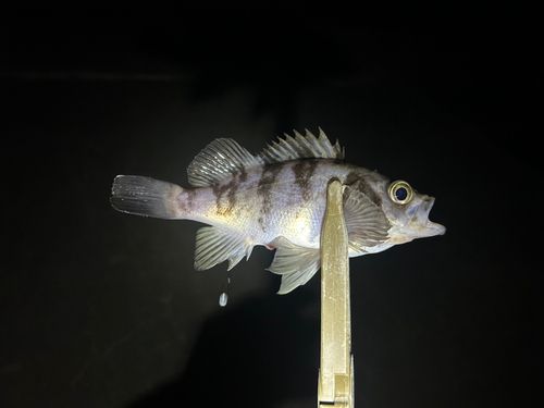 銚子マリーナ堤防