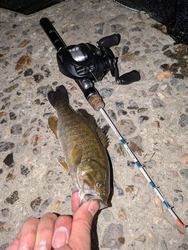 スモールマウスバスの釣果