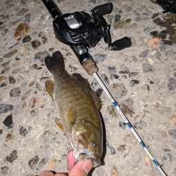 スモールマウスバス