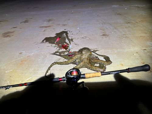 タコの釣果