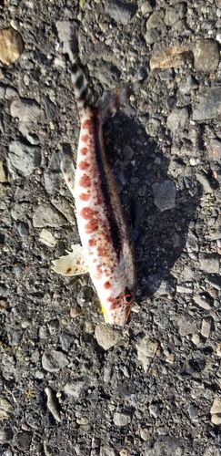 ヨメヒメジの釣果