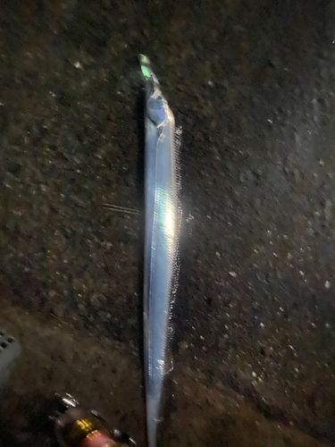 タチウオの釣果