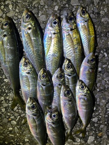アジの釣果