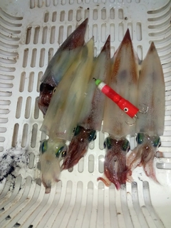 ヤリイカの釣果