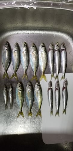 アジの釣果
