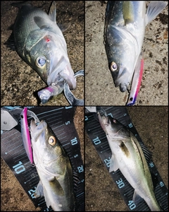 シーバスの釣果