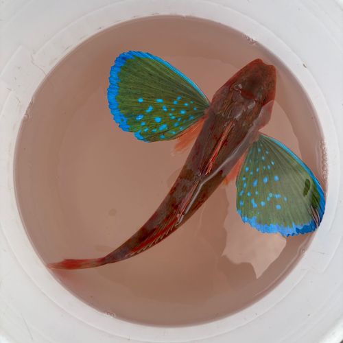 ホウボウの釣果