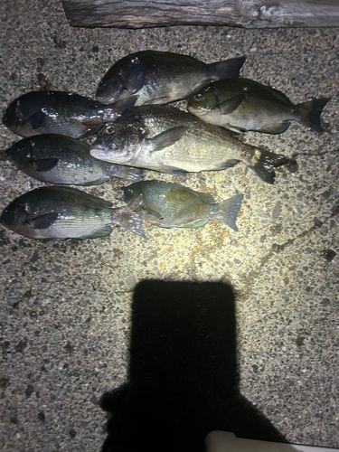 クロダイの釣果