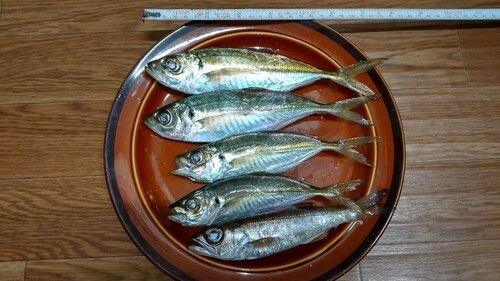 本牧海づり施設