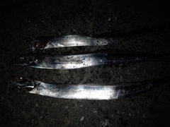 タチウオの釣果