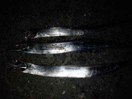 タチウオの釣果