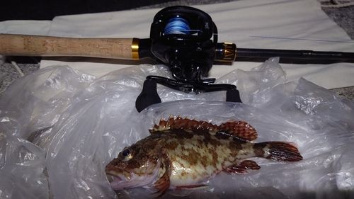 カサゴの釣果
