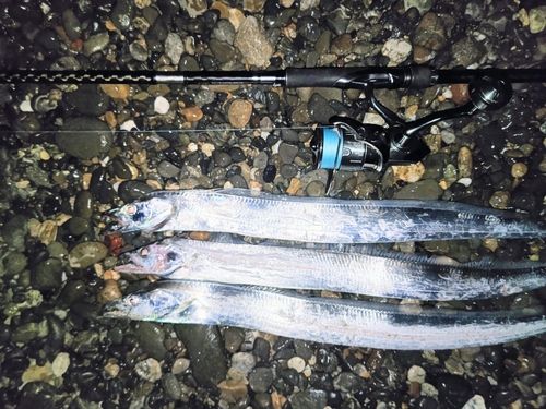 タチウオの釣果