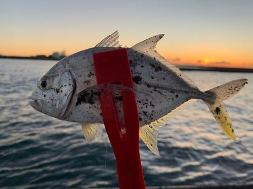 ロウニンアジの釣果