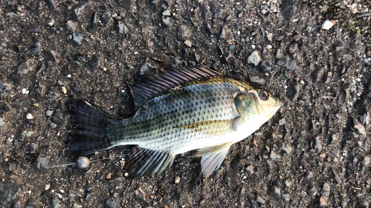 ナイルティラピア