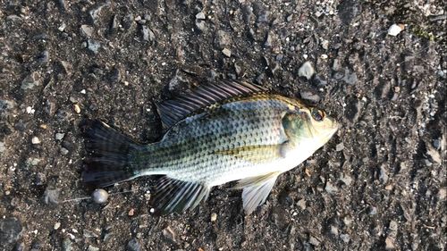 ナイルティラピアの釣果