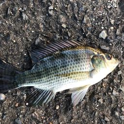 ナイルティラピア