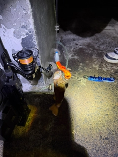 エゾメバルの釣果