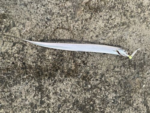 タチウオの釣果