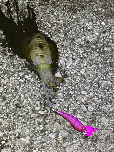 アオリイカの釣果