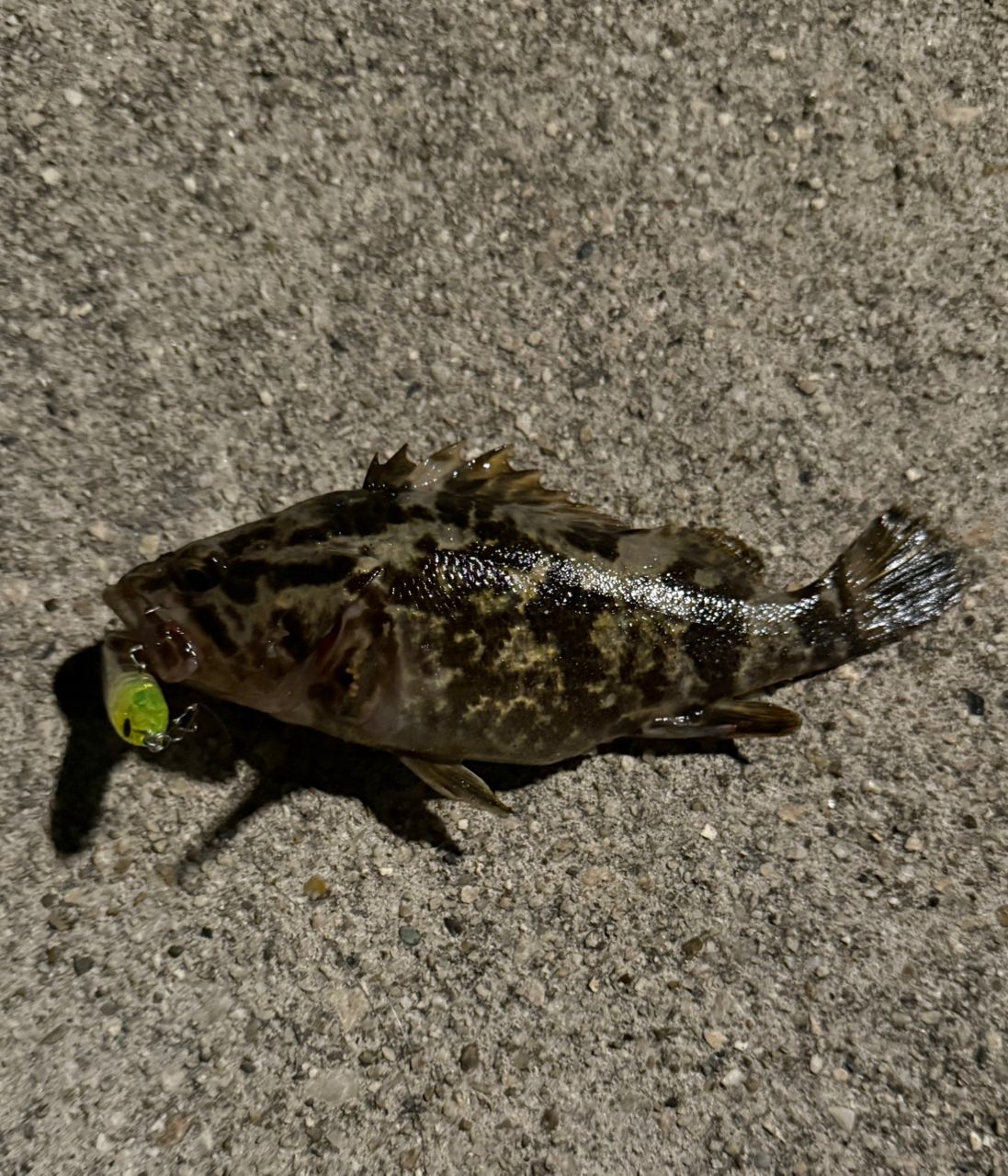 タケノコメバル