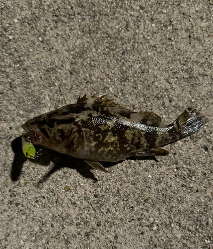 タケノコメバルの釣果