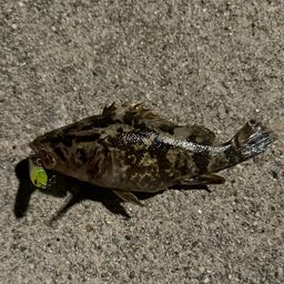 タケノコメバル