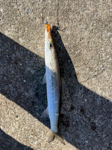 アカカマスの釣果