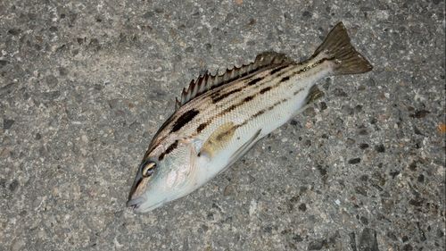 シマイサキの釣果