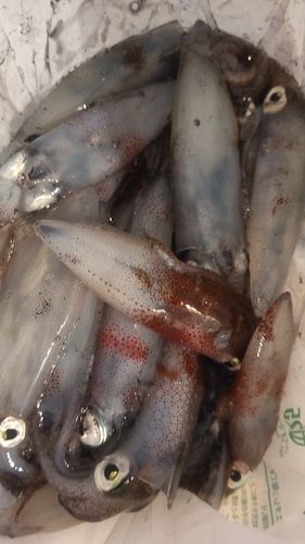 知多半島野池群