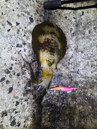 アオリイカの釣果