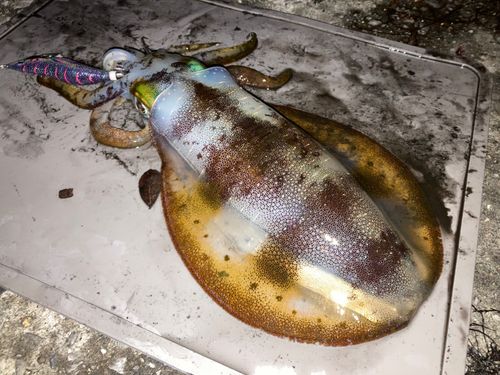 アオリイカの釣果