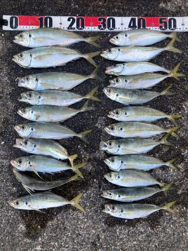 マアジの釣果