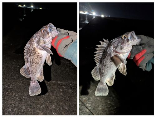 クロソイの釣果